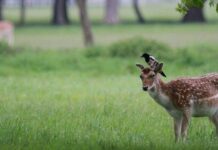 Deer