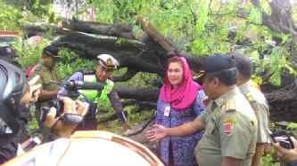 Wakil Wali Kota Semarang, Hevearita Gunaryanti Rahayu, meninjau lokasi pohon tumbang di  Jl Dr Sutomo Semarang.(Foto: Nugi/Pendengar)