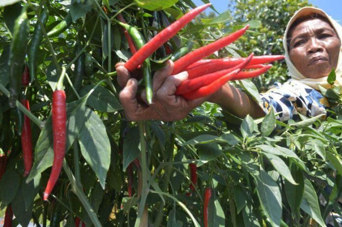 Petani memetik cabai merah besar di Desa Padas, Kec. Dagangan, Kab. Madiun, Jatim, Senin (26/5).