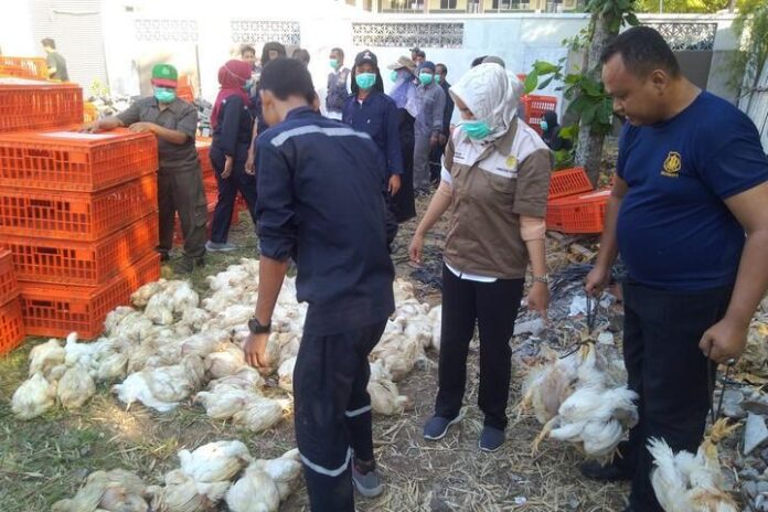2019-06-26_Ayam-ayam gratis