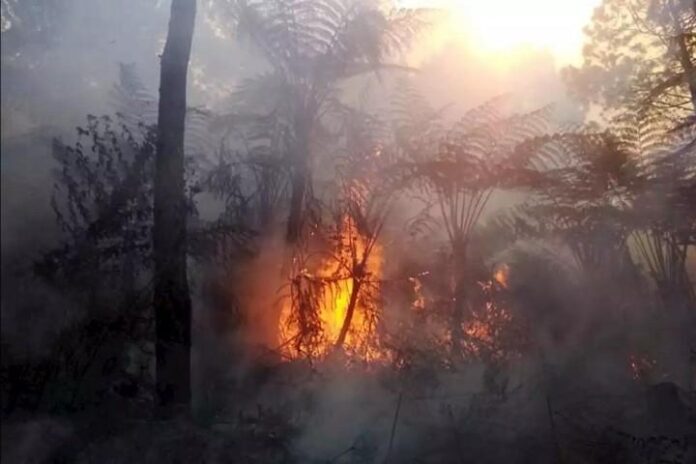 Kebakaran di Gunung Slamet