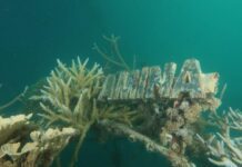 Terumbu karang di Tanjung Gelam Karimunjawa yang dikembangkan Pertamina menggunakan teknologi biorock.