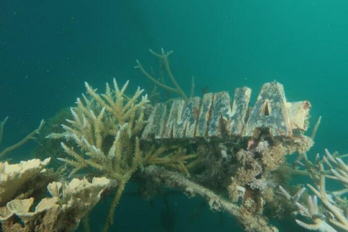 2019-10-01_Terumbu karang Terumbu karang di Tanjung Gelam Karimunjawa yang dikembangkan Pertamina menggunakan teknologi biorock.