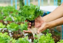 Hydroponic Farming