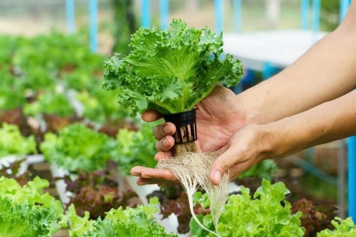 Hydroponic Farming