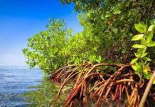 Mangrove
