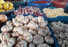 Bawang Putih