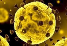 Corona Virus
