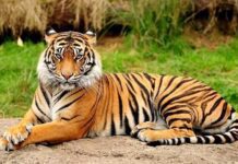 Harimau Jawa