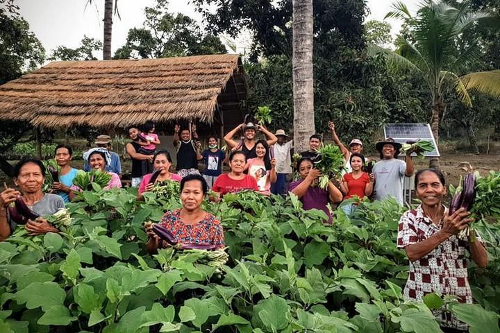 Panen Terong di Kebun Desa