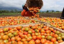 Petani usai memanen tomat