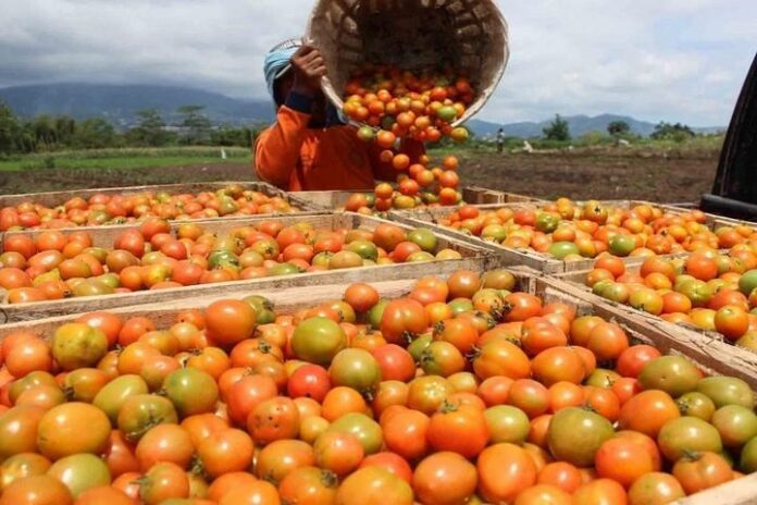 Petani usai memanen tomat