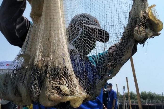 2020-09-22_Hasil tangkapan panen perdana Udang Vaname Hasil tangkapan panen perdana Udang Vaname