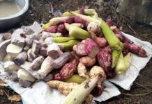 Keladi ungu