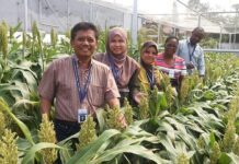 Sorghum training fellows