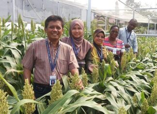 Sorghum training fellows