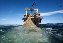 Ilustrasi Illegal Fishing