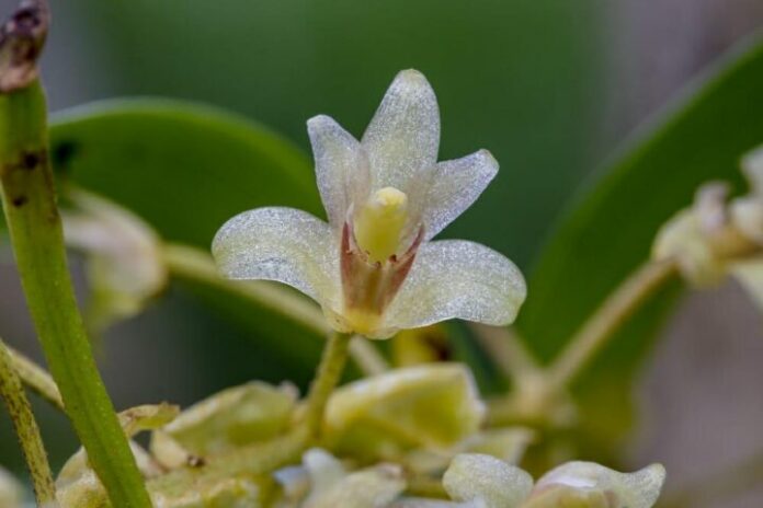 Eria lamonganensis Rchb