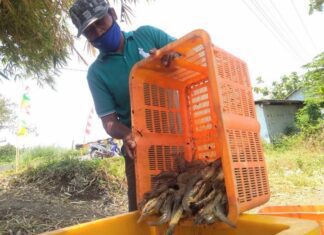 Petambak udang saat panen raya