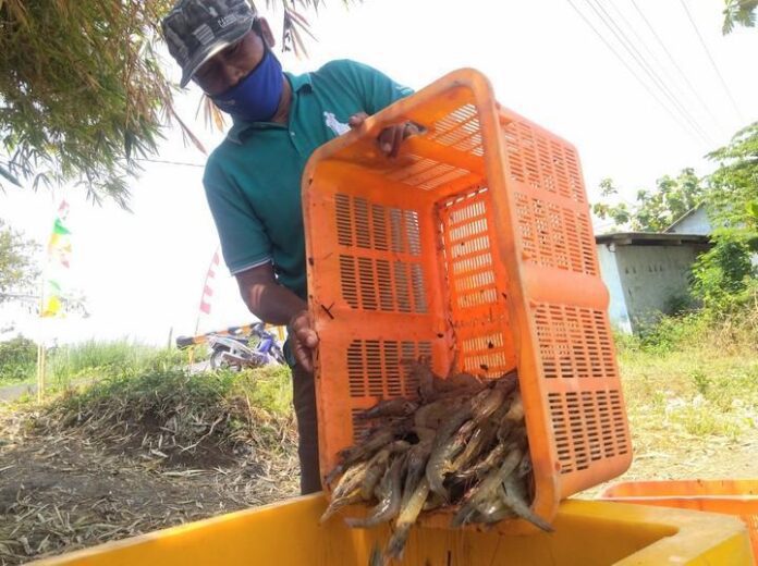 Petambak udang saat panen raya