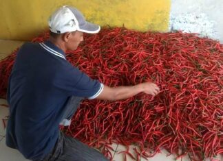 Petani cabai mengumpulkan hasil panen