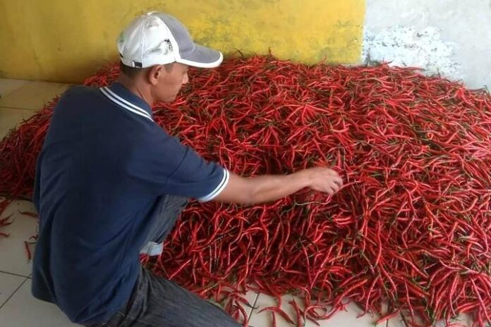 Petani cabai mengumpulkan hasil panen