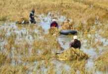 Sawah Terendam Banjir di Kudus
