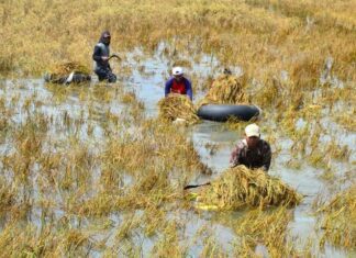 Sawah Terendam Banjir di Kudus