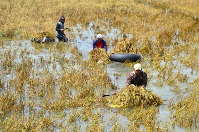 Sawah Terendam Banjir di Kudus