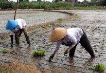 Dua petani di Klaten sedang menanam bibit padi