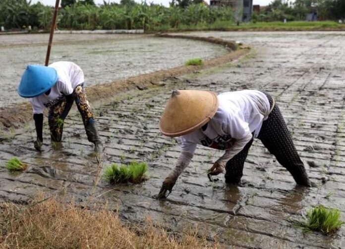 Dua petani di Klaten sedang menanam bibit padi