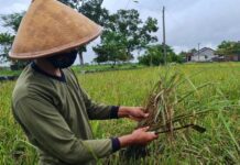 Batang padi yang busuk karena tergenang banjir