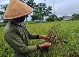 Batang padi yang busuk karena tergenang banjir