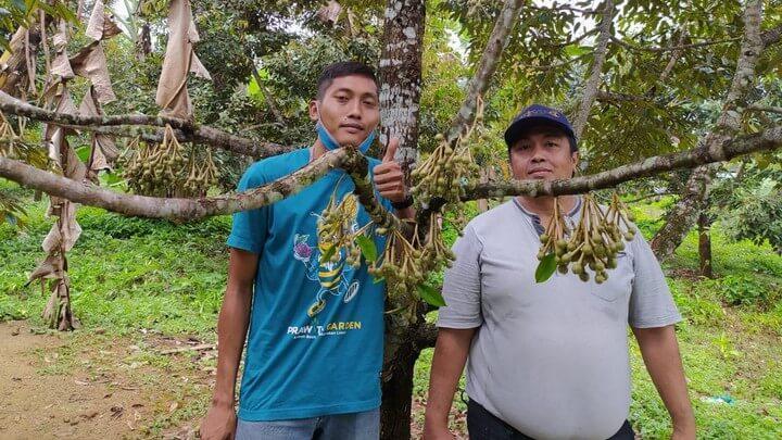 Teguh Waluyo di kebun durian montong bawor