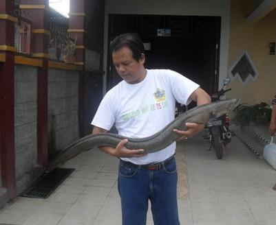 Prof Krismono bersama ikan sidat