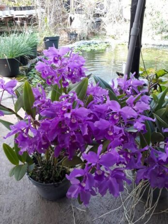 Anggrek Cattleya