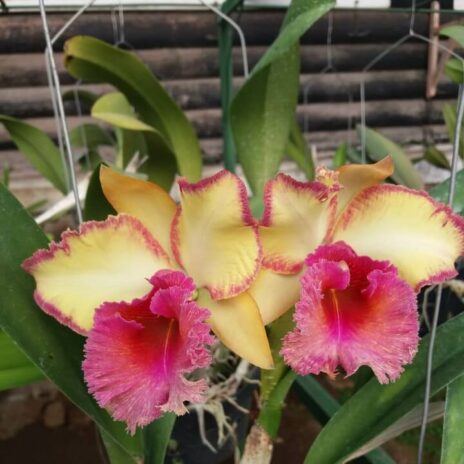 Anggrek Cattleya