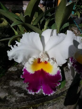 Anggrek Cattleya