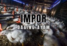 Impor Daging Ayam