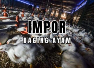 Impor Daging Ayam
