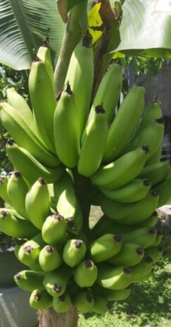 Buah pisang hasil budidaya Isto Suwarno