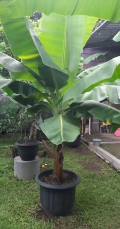 Pohon pisang hasil budidaya Isto Suwarno