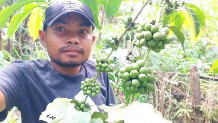 Tanaman kopi robusta