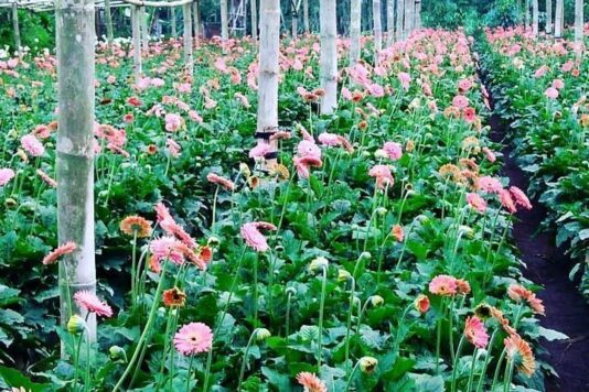 Kebun bunga Gerbera milik Didi