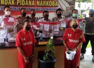 Dua tersangka pengedar dan pemilik pohon ganja