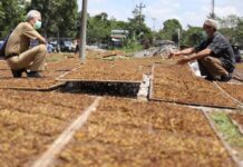 Ganjar Pranowo saat berbincang dengan petani tembakau