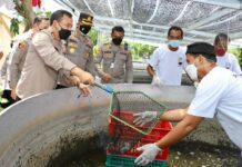 Panen ikan lele di Polsek Polokarto