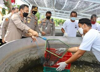 Panen ikan lele di Polsek Polokarto