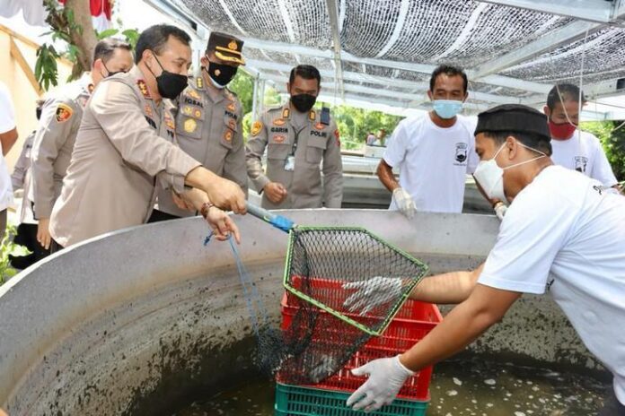 Panen ikan lele di Polsek Polokarto