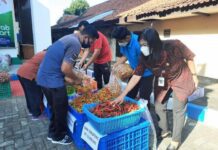 Aksi borong cabai milik petani